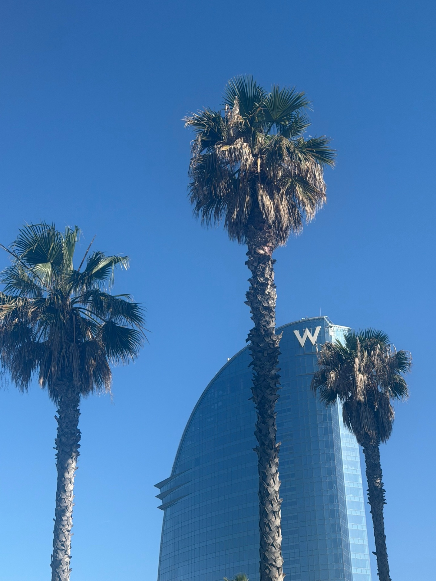 Palmeras de Barceloneta — Barcelona, Spain